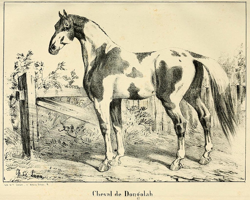 A pFrench print of a Dongola horse dated 1848. 