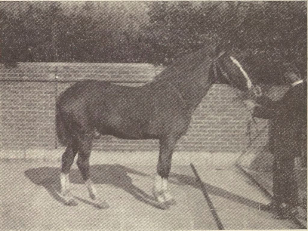 A photo of a Dongola horse taken in Algeria by the French. 