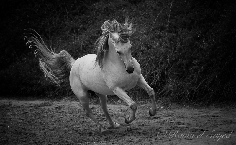 A grey Arabian horse in a stud farm in Egypt